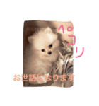 milion pomeranian no.2（個別スタンプ：9）