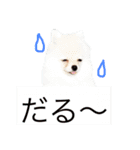 milion pomeranian no.2（個別スタンプ：10）