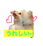 milion pomeranian no.2（個別スタンプ：14）