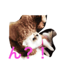 milion pomeranian no.2（個別スタンプ：15）