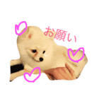milion pomeranian no.2（個別スタンプ：16）