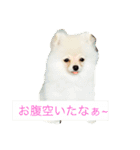 ミリオン ポメラニアン（個別スタンプ：1）