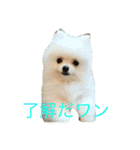 ミリオン ポメラニアン（個別スタンプ：2）