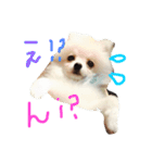 ミリオン ポメラニアン（個別スタンプ：3）