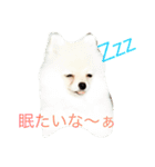 ミリオン ポメラニアン（個別スタンプ：4）