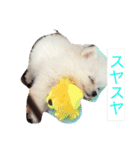 ミリオン ポメラニアン（個別スタンプ：5）