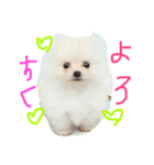 ミリオン ポメラニアン（個別スタンプ：6）