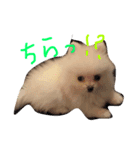 ミリオン ポメラニアン（個別スタンプ：7）