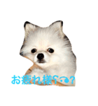 ミリオン ポメラニアン（個別スタンプ：10）