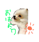 ミリオン ポメラニアン（個別スタンプ：11）