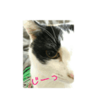 三毛猫のくぅちゃん（個別スタンプ：1）