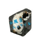 三毛猫のくぅちゃん（個別スタンプ：2）
