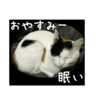 三毛猫のくぅちゃん（個別スタンプ：3）