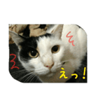 三毛猫のくぅちゃん（個別スタンプ：4）