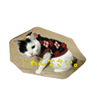 三毛猫のくぅちゃん（個別スタンプ：5）