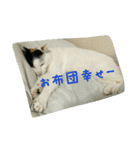 三毛猫のくぅちゃん（個別スタンプ：6）