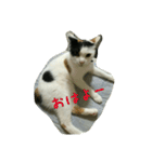 三毛猫のくぅちゃん（個別スタンプ：7）