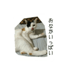 三毛猫のくぅちゃん（個別スタンプ：8）