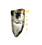 三毛猫のくぅちゃん（個別スタンプ：9）