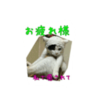 三毛猫のくぅちゃん（個別スタンプ：10）