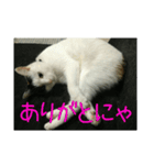 三毛猫のくぅちゃん（個別スタンプ：11）