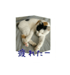 三毛猫のくぅちゃん（個別スタンプ：12）