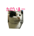 三毛猫のくぅちゃん（個別スタンプ：13）