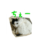 三毛猫のくぅちゃん（個別スタンプ：14）