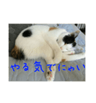 三毛猫のくぅちゃん（個別スタンプ：15）