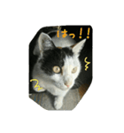 三毛猫のくぅちゃん（個別スタンプ：16）
