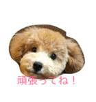 愛しのプードル物語（個別スタンプ：1）