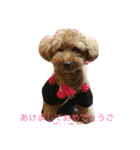 愛しのプードル物語（個別スタンプ：4）