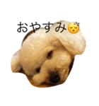 愛しのプードル物語（個別スタンプ：5）