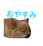 raisan（個別スタンプ：1）