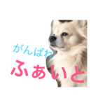 raisan（個別スタンプ：5）