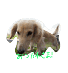 だっくす＊はなまる（個別スタンプ：5）