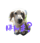 だっくす＊はなまる（個別スタンプ：12）