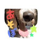 だっくす＊はなまる（個別スタンプ：19）
