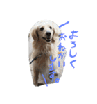 だっくす＊はなまる（個別スタンプ：30）