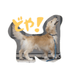 だっくす＊はなまる（個別スタンプ：36）