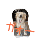 だっくす＊はなまる（個別スタンプ：37）
