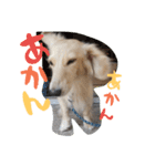 だっくす＊はなまる（個別スタンプ：39）