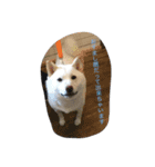 クロさんの呟き（個別スタンプ：6）