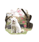 クロさんの呟き（個別スタンプ：8）