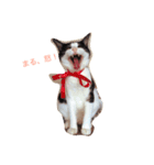 まるとむくときん（個別スタンプ：6）