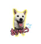 白柴＊ぽぽ（個別スタンプ：2）