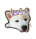 白柴＊ぽぽ（個別スタンプ：7）