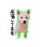 白柴＊ぽぽ（個別スタンプ：8）