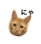 ネコのちーすけ（個別スタンプ：1）