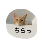 ネコのちーすけ（個別スタンプ：3）